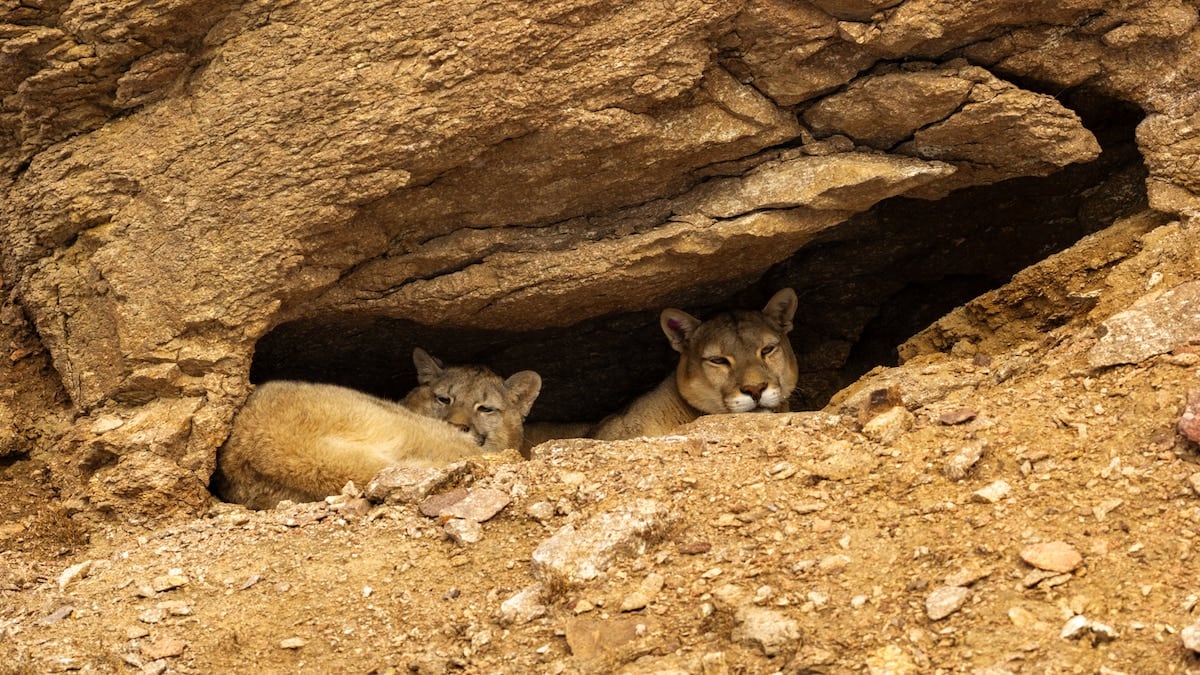 A la caza del puma en la estepa santacruceña: tres días de huellas, nieve y paciencia