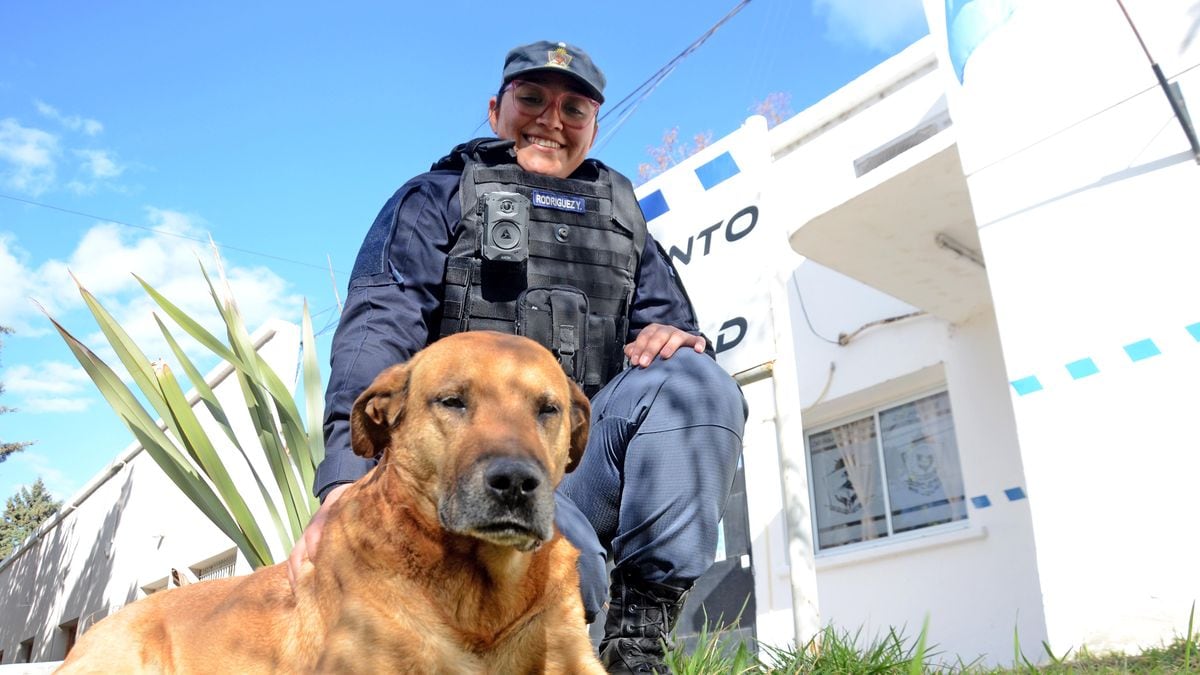 Puchero, el perro que adoptó a la Policía de Neuquén y se convirtió en patrullero de cuatro patas