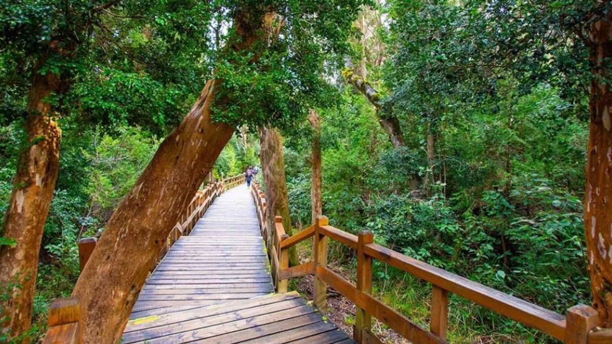 El bosque de los troncos canela: una caminata que parece de otro planeta, a pocas horas de Neuquén