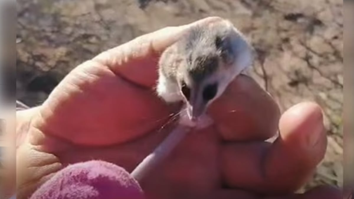 Una comadreja enana entre la leña y la pregunta sobre qué hacer cuando la fauna silvestre llega a la casa