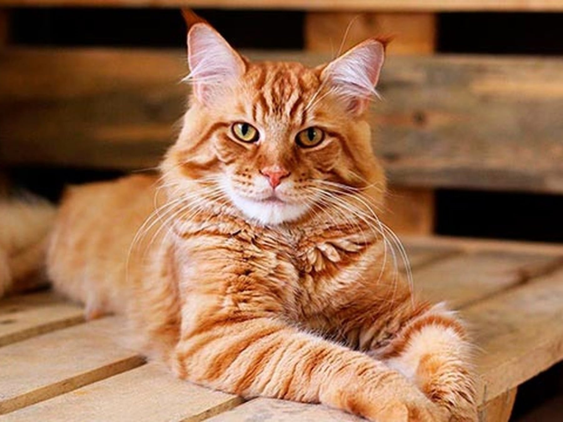 Gatos en las alturas y a la cabeza: la convivencia felina ya alcanza a más de la mitad de los hogares argentinos con mascotas