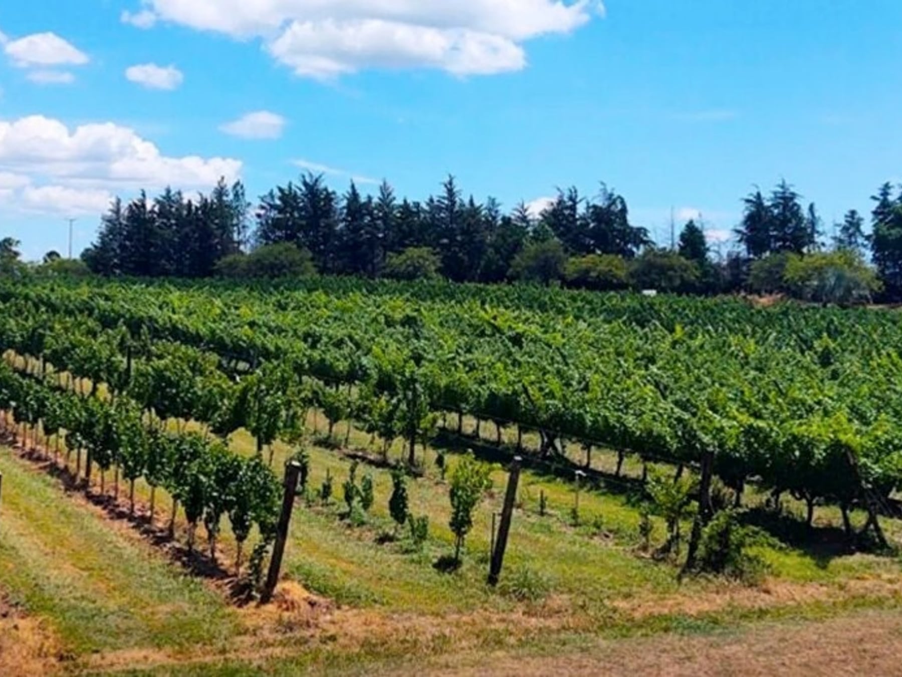 San José, la escapada entrerriana donde las termas se maridan con el vino y la historia