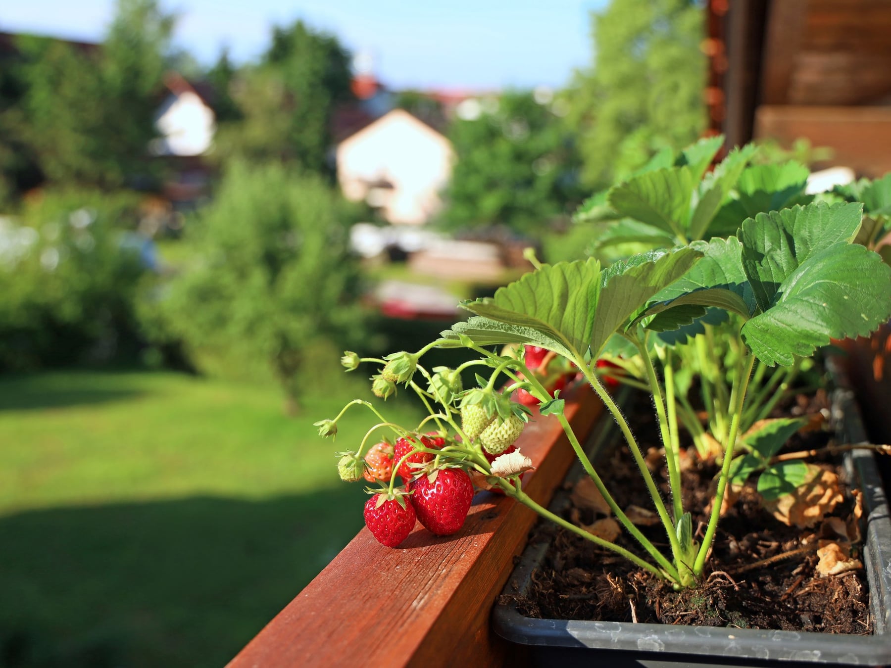 Septiembre en la huerta: cómo combinar plantas comestibles y ornamentales en un mismo jardín