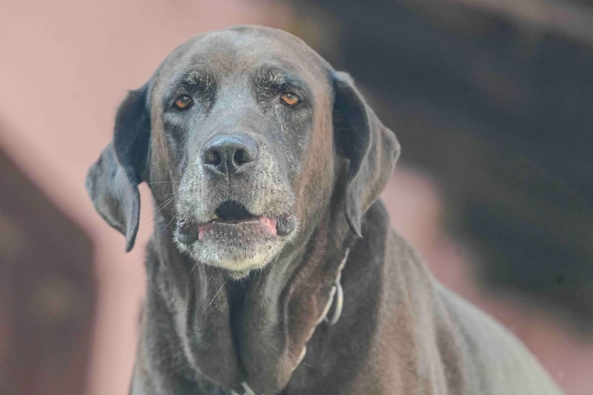 En El Chaltén, registrar una mascota se paga en litros de nafta y la patente anual se renueva desde el segundo año