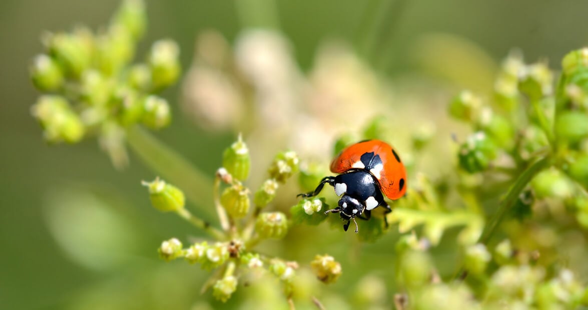 Preparados caseros con ortiga, ajo y cítricos: la fórmula del INTA para cuidar el jardín sin agroquímicos