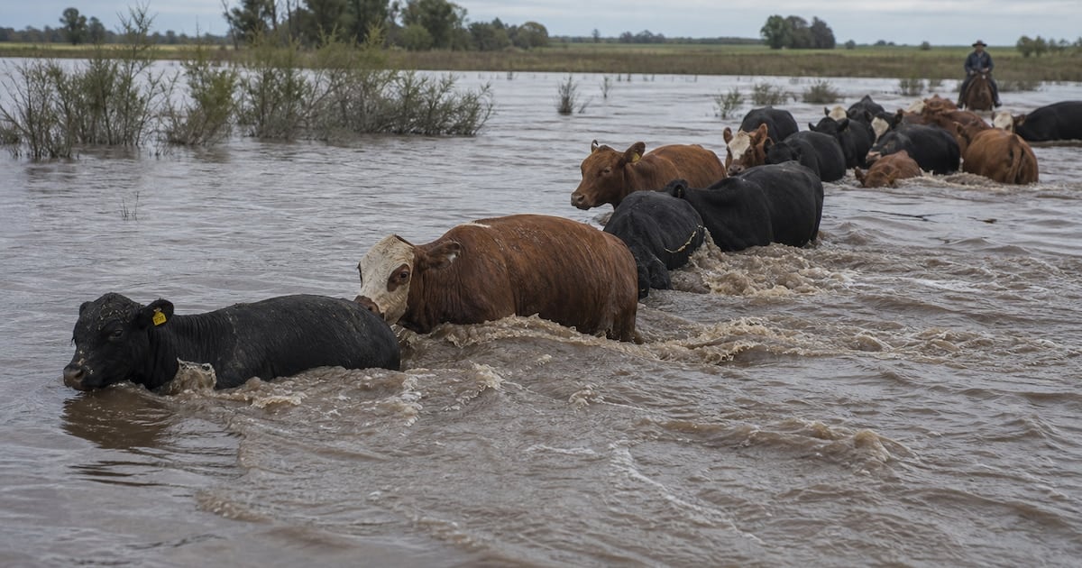 La bajante de hacienda en Corrientes empuja los valores de la carne y se suma a la proyección global de menor oferta