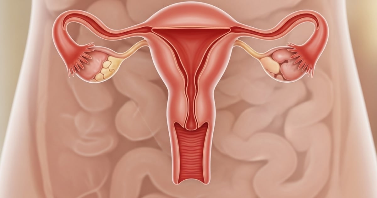 Después de la menopausia, el ovario no se queda quieto: lo que muestra un nuevo mapa de proteínas