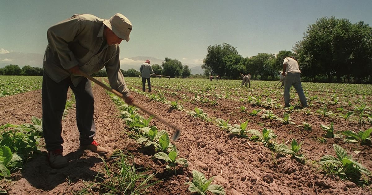 El Gobierno extendió por doce meses el piso de asignaciones familiares para los trabajadores rurales temporarios del agro