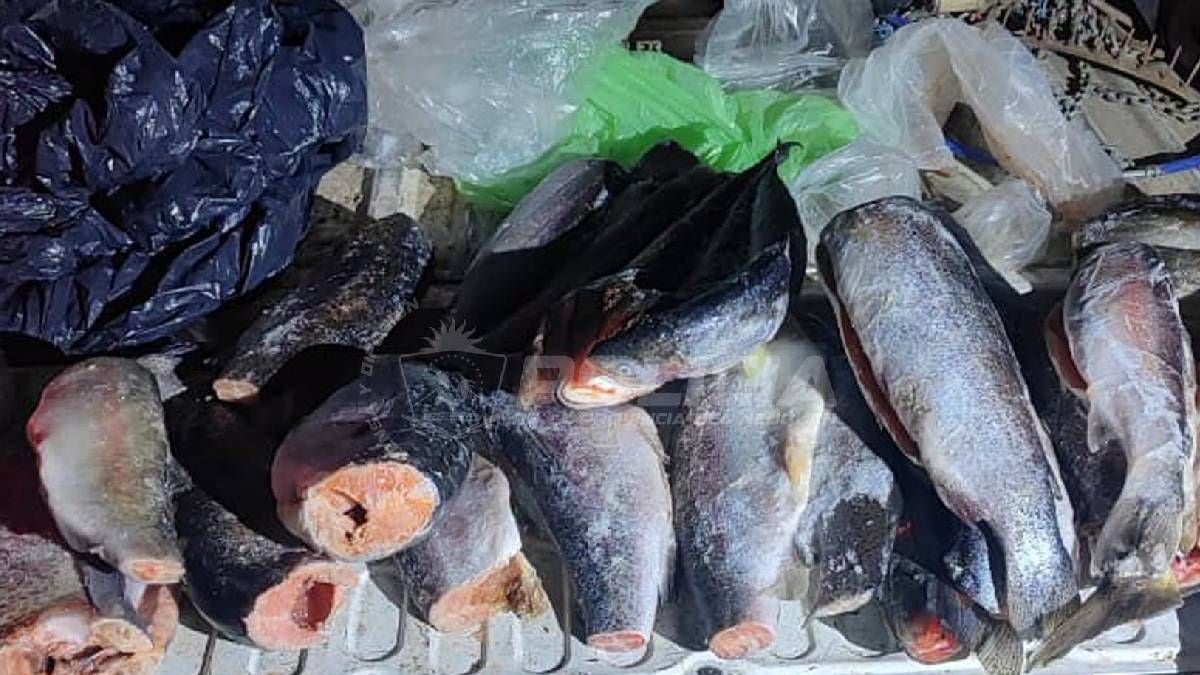 Pesca en la Patagonia neuquina: la ventana previa al 1 de noviembre y los límites que ya rigen en dos embalses